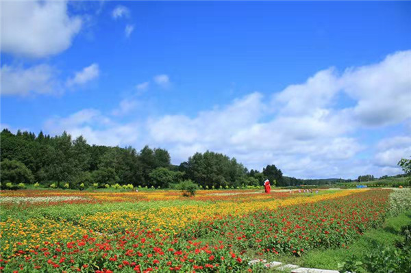 长春九台:"花海经济"助力乡村振兴