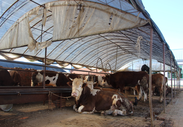 云顶国际- 云顶赌场- 云顶娱乐城安徽临泉之变带了个好头儿