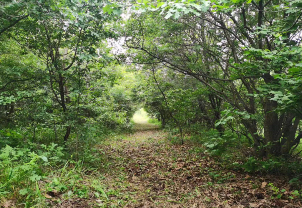 60公里森林步道，“森”呼吸莲花山