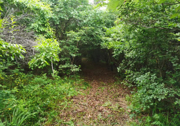 60公里森林步道，“森”呼吸莲花山